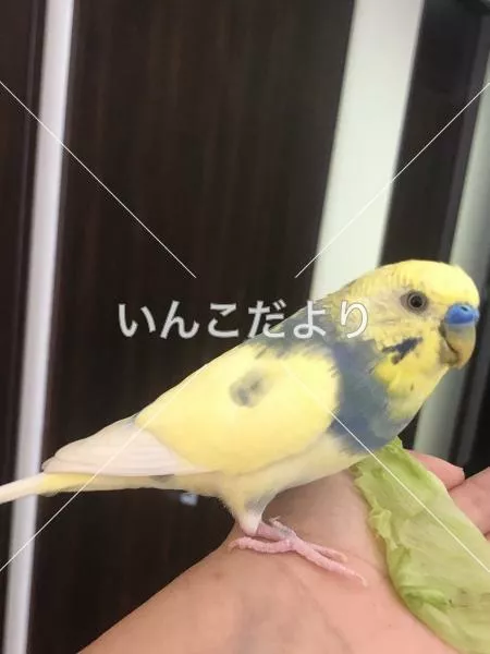 保護鳥の写真