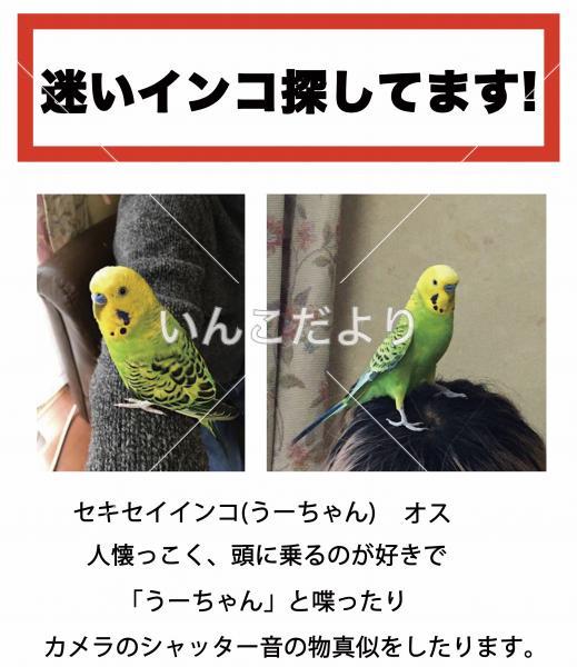 迷い鳥の写真