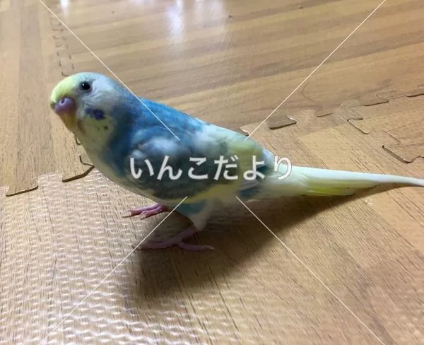 迷い鳥の写真