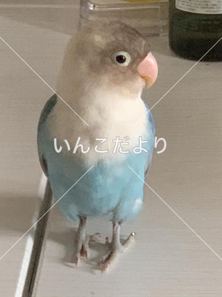 迷い鳥の写真