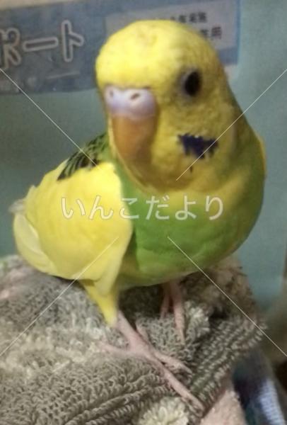 迷い鳥の写真