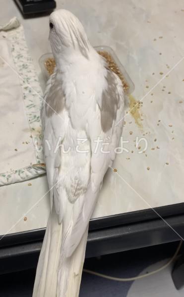 迷い鳥の写真