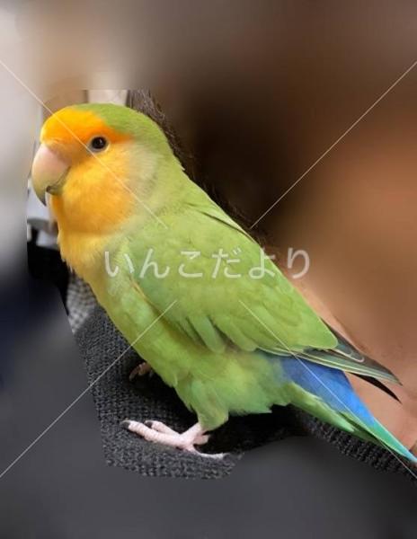 迷い鳥の写真