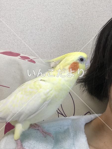 迷い鳥の写真