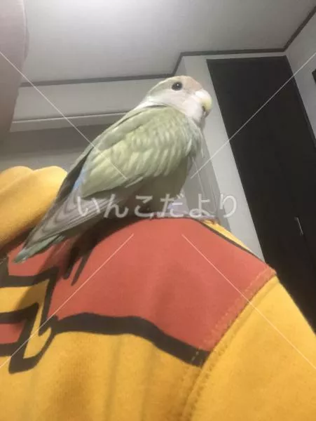 保護鳥の写真