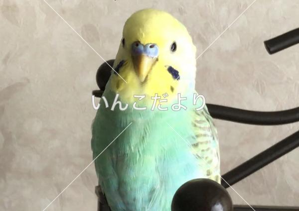 迷い鳥の写真