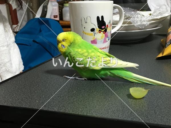 迷い鳥の写真