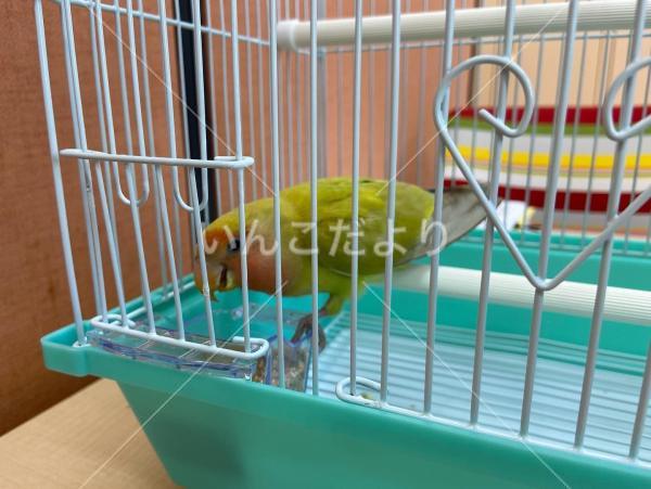 保護鳥の写真