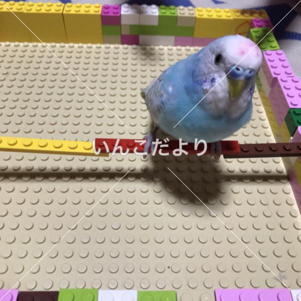 迷い鳥の写真