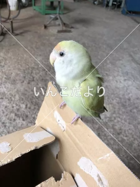 保護鳥の写真
