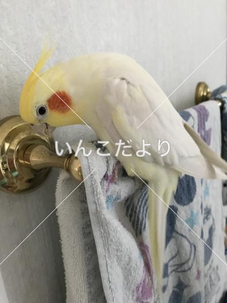 迷い鳥の写真