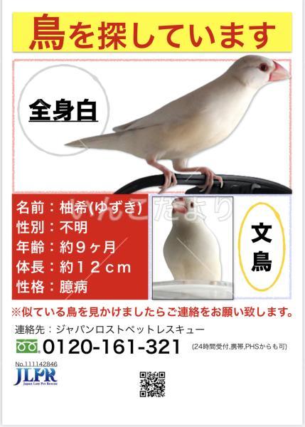 迷い鳥の写真