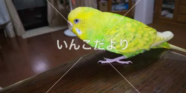 迷い鳥の写真