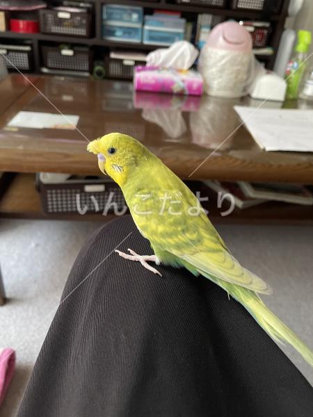 迷い鳥の写真