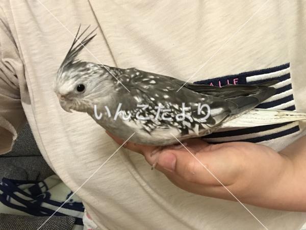 迷い鳥の写真