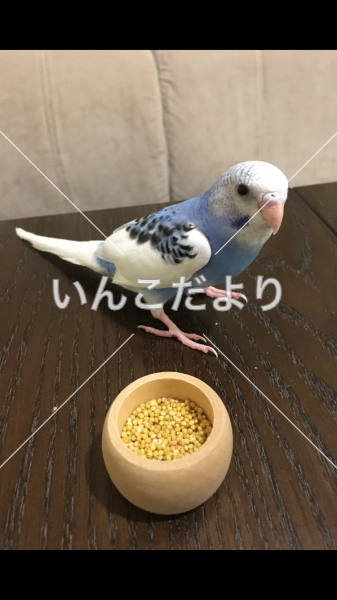 迷い鳥の写真