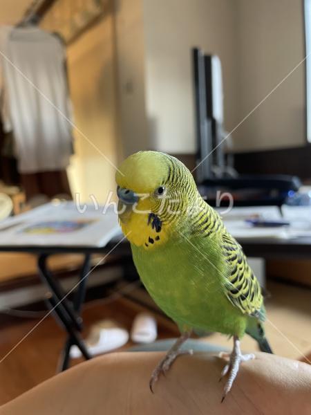 迷い鳥の写真