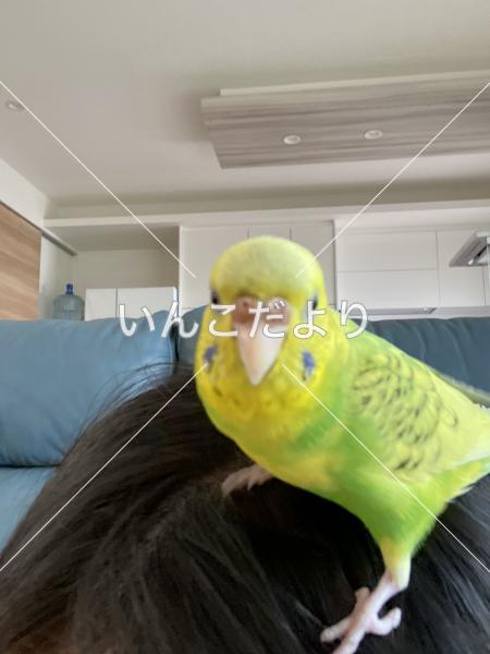 迷い鳥の写真
