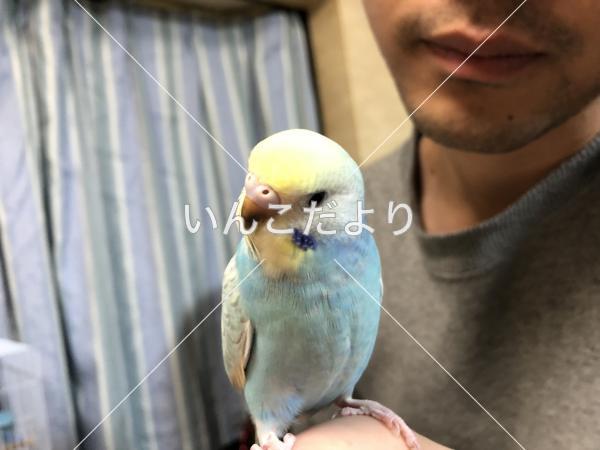 迷い鳥の写真