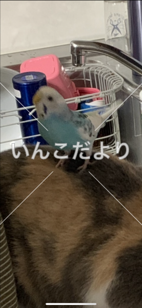 迷い鳥の写真