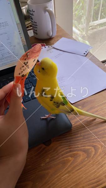 迷い鳥の写真