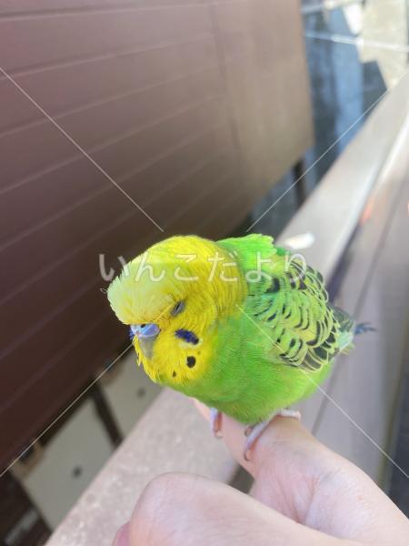 保護鳥の写真
