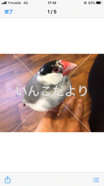 保護鳥の写真