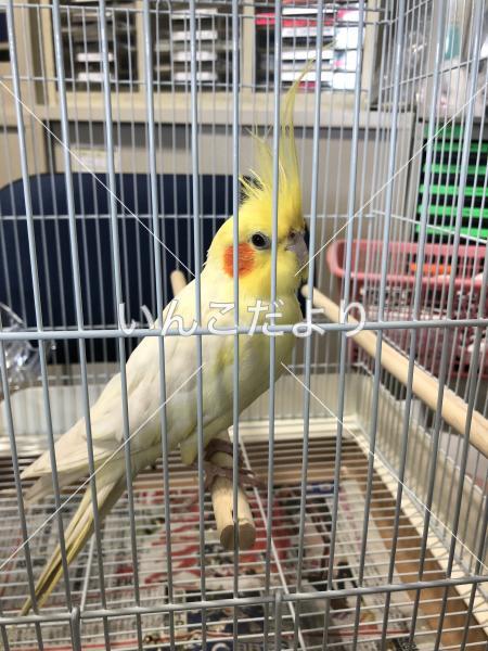 保護鳥の写真
