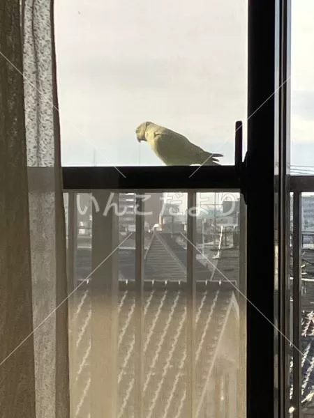 保護鳥の写真