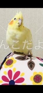 迷い鳥の写真