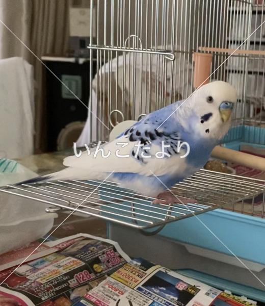 迷い鳥の写真