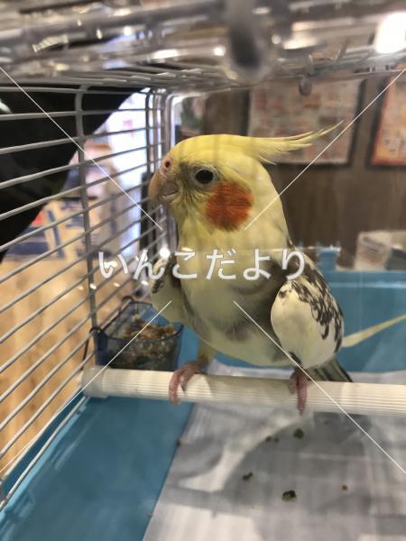 迷い鳥の写真