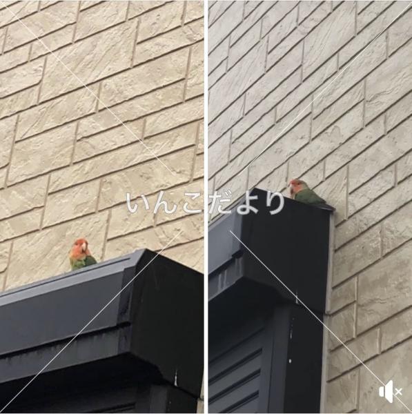 保護鳥の写真