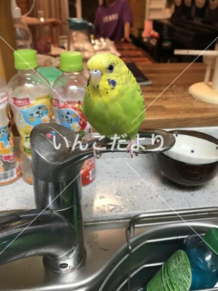 迷い鳥の写真