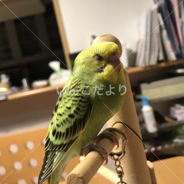 迷い鳥の写真