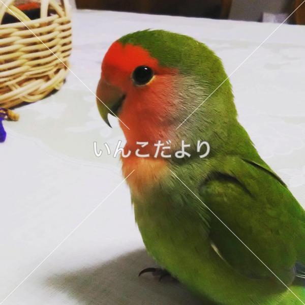 迷い鳥の写真