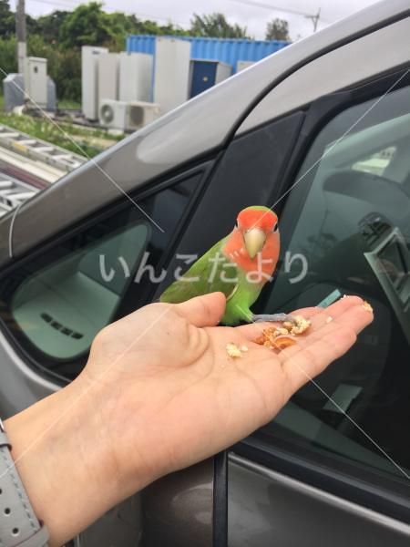 保護鳥の写真