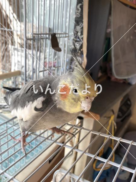 迷い鳥の写真