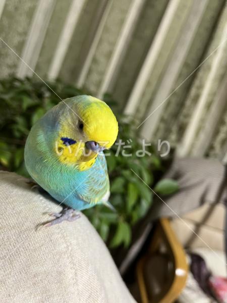 迷い鳥の写真