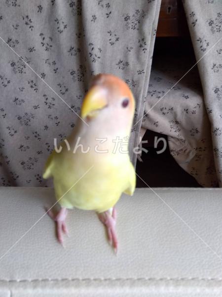 迷い鳥の写真
