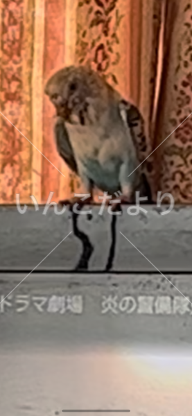 迷い鳥の写真