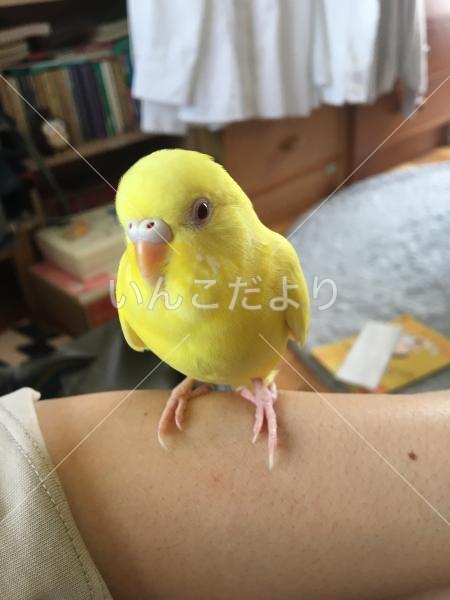 迷い鳥の写真