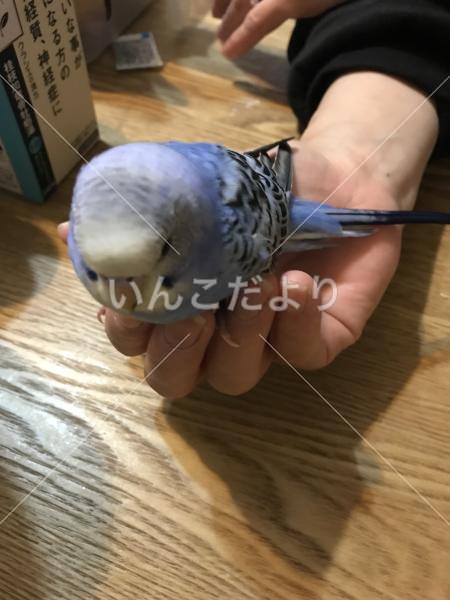 保護鳥の写真