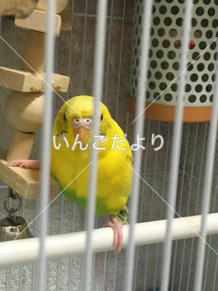 迷い鳥の写真