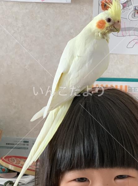 迷い鳥の写真