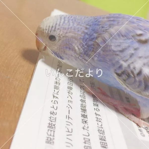 迷い鳥の写真
