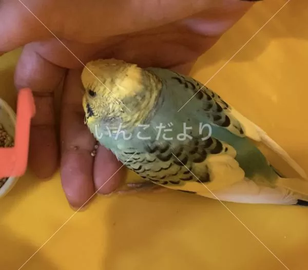 保護鳥の写真