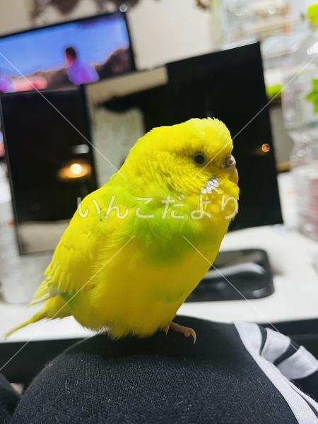 迷い鳥の写真