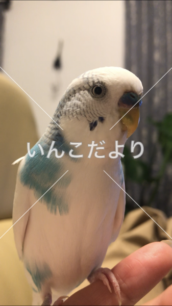 迷い鳥の写真