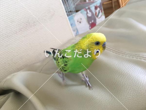 迷い鳥の写真